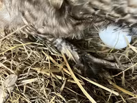 Chickens — फ़ोटो 3