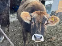 Cow, Swiss cattle — photo 1