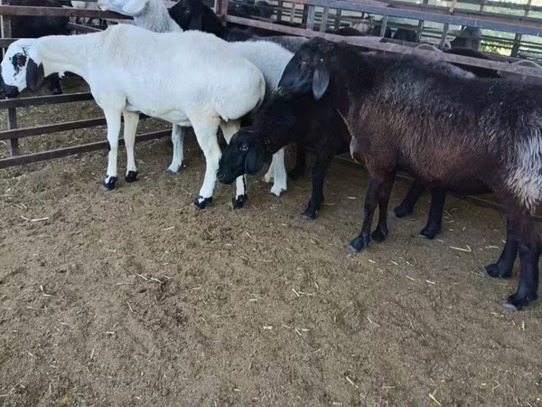 Sheep (batch, sex not specified), Sheep