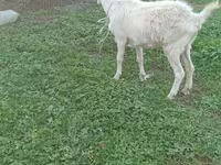Goat, Saanen goat — photo 1