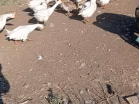 كوبان — الصورة 2