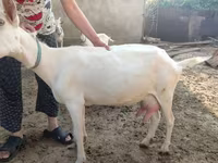母山羊, Saanen goat — 照片 2