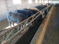 Krava, Swiss cattle — foto 6