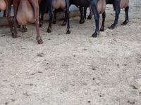 Dişi keçi, Murcia-Granada goats — foto 3