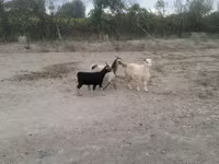 山羊（批次，未指定性别）, Goats — 照片 3