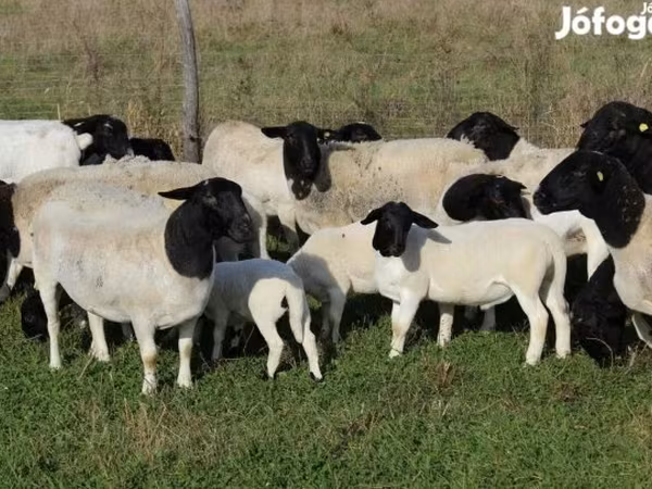 Вівця, Dorper sheep