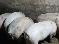 Säue, Schweine — Foto 3