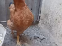 Chickens — 照片 2