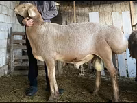 Qoç, Hissar sheep — foto 3