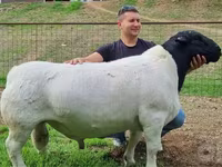 Qoyunlar (partiya, cinsi göstərilməyib), Dorper sheep — foto 2