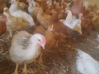 Chickens — foto 1