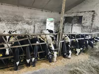 Bulle, Russian Black pied cattle — Foto 3
