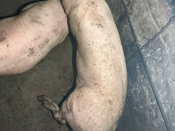 公猪, Pigs