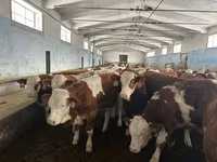 सांड, Simmental cattle — फ़ोटो 5