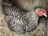Chickens — फ़ोटो 1