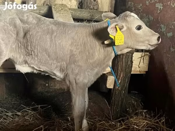 Krava, Charolais cattle