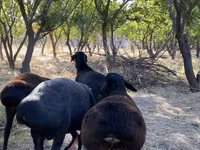Sheep (batch, sex not specified), Sheep — photo 2
