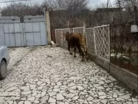 بقرة, Simmental cattle — الصورة 3