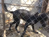 Labrador Retriever, Dişi cinsidir, 8-9 aylıqdı, baxmağa vaxt yoxdu — 照片 4