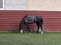 At, Azerbaijan horse — foto 2