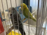 Təmiz qan Çex tutuquşuları satılır 🦜 Quşlar çox sağlam, aktiv və — الصورة 2