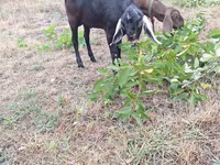 Ziegenbock, Nubian Goat — Foto 1