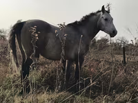 At, Arabian horse — foto 5