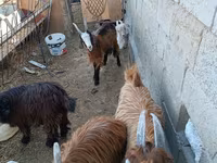 母山羊, Goats — 照片 2