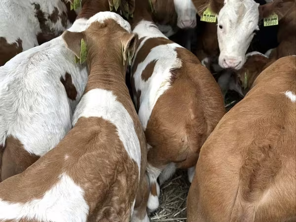 Buqa, Simmental cattle