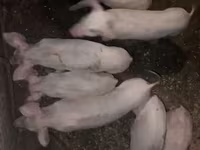 Boar, Pigs — photo 3