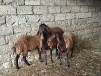 Qoyun, Blackheaded Persian sheep — foto 1