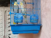 Növ: Nimfa (Cockatiel) cütlük Təsvir: Şəkillərdə göründüyü kimi iki — 照片 3