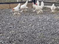 Chickens — photo 7