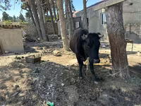 Cow, Cattle — photo 3