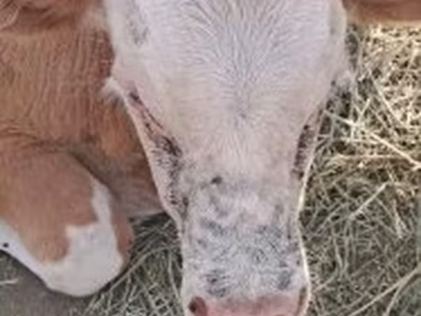 Býk, Simmental cattle