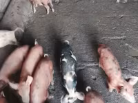 Säue, Schweine — Foto 5