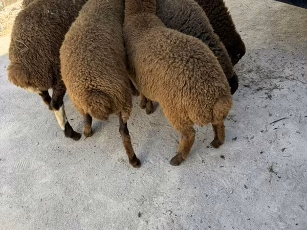 Qoç, Qoyunlar — Azərbaycan