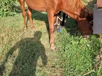 Yegua, Caballos — foto 4