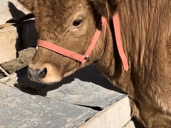 Sigir, Belgiya ko'kasi