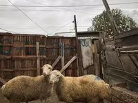 Qoç, Qoyunlar — foto 4