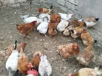 Chickens — Foto 2