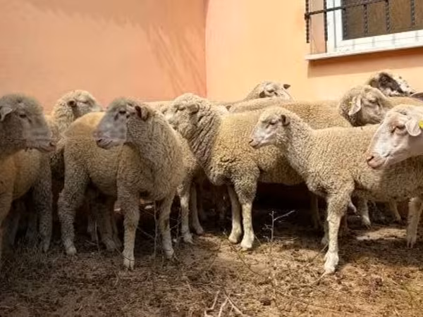 公羊, Ile-de-France sheep