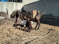 Ziege, Kamori goats — Foto 2