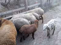 Qoç, Qoyunlar — foto 2