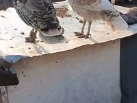 Turkeys — foto 4