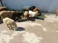 भेड़ें (लॉट, लिंग निर्दिष्ट नहीं), भेड़ — फ़ोटो 2