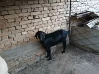 Koza, Kozy — foto 3