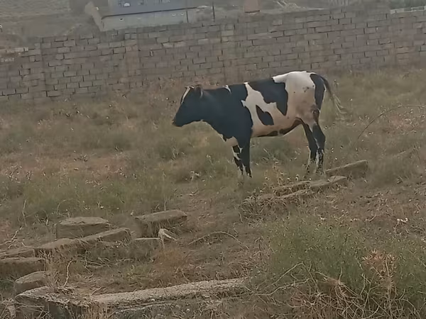 İnək, Russian Black pied cattle — Azərbaycan