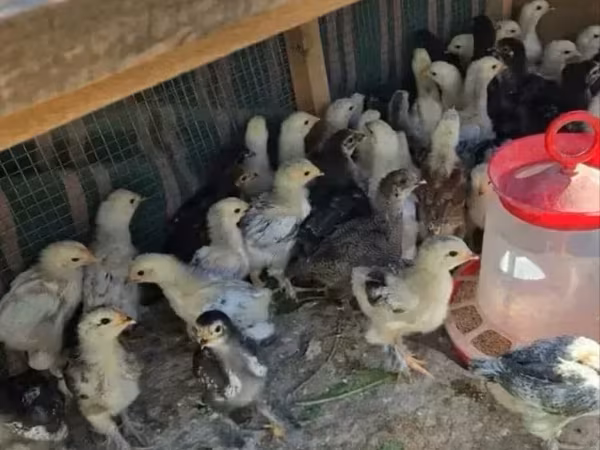 براهما — أرمينيا