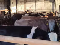 Bulle, Simmental cattle — Foto 3
